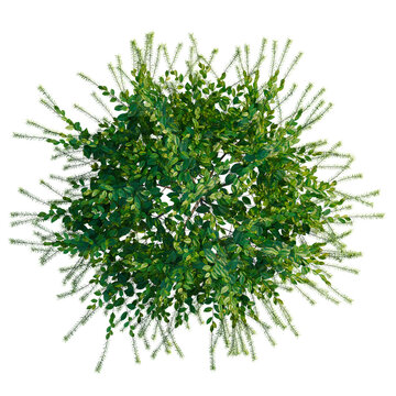 Itea virginica tree plan, top view, cutout, transparent background, isolate, Delicate Fern Branch with Vivid Green Fronds, Natural Beauty, Detailed Botanical Illustration