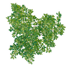 Obraz premium Lindera benzoin tree plan, top view, cutout, transparent background, isolate, Detailed Green Leaf Branch with Natural Texture and Delicate Veins - Nature Stock Photo