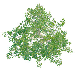 Fototapeta premium Populus alba tree plan, top view, cutout, transparent background, isolate, Detailed Green Leaves Branch Close-Up, Botanical Illustration, Natural Pattern, Floral Element