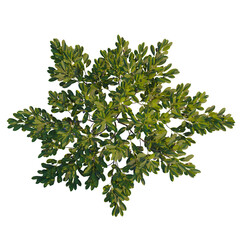 Fototapeta premium Prunus pumila Besseyi tree plan, top view, cutout, transparent background, isolate, Detailed close-up of a lush green fern leaf, vibrant color, high resolution nature
