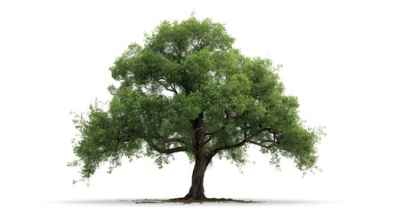 Fototapeta premium Single towering hackberry tree set before a white plain background