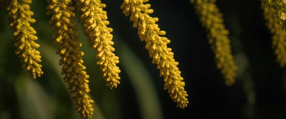 Naklejka premium How yellow millet supports weight management and metabolism