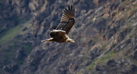Fototapeta premium Golden eagle in flight above rugged wilderness landscape