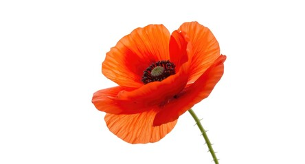Obraz premium Close perspective on a single poppy flower isolated on a soft white background