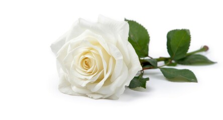 Fototapeta premium Bright white rose in full bloom resting in a summer meadow isolated on white canvas