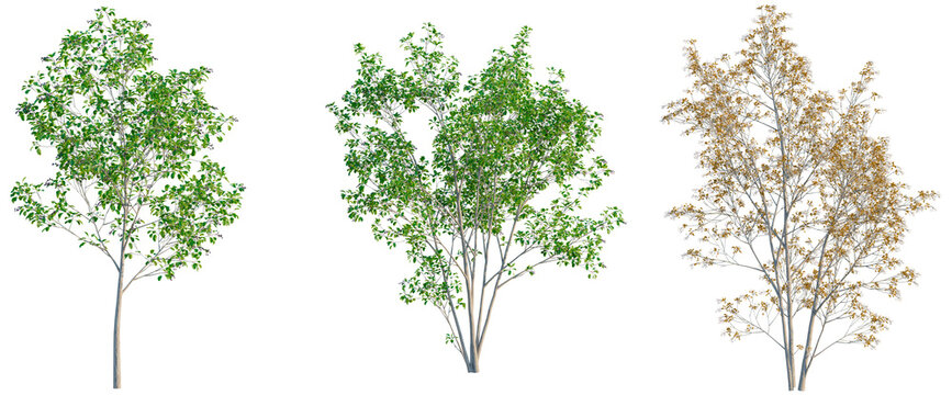 Amelanchier lamarckii tree, elevation, front view, cutout, transparent background, isolate, Detailed Green Tree Branch with Lush Foliage - Realistic Nature Illustration for Design