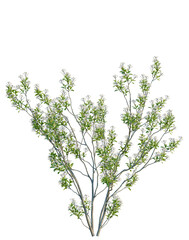 Obraz premium Aronia arbutifolia tree, elevation, front view, cutout, transparent background, isolate, Branch of flowering tree with green leaves, spring blossom, nature background