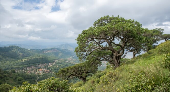 Lush Sal tree clusters developing over hilly terrain with an extraordinary landscape and copy space