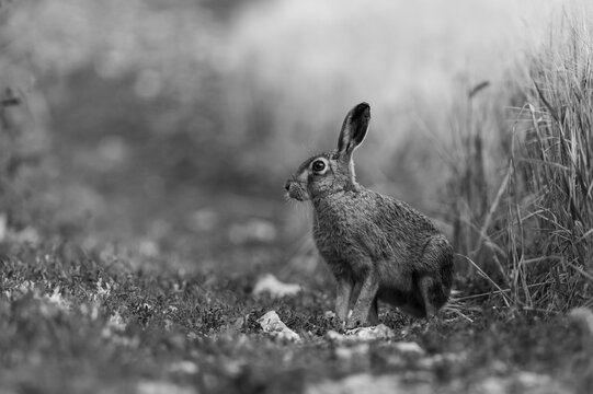 Black and white hare portrait facing left