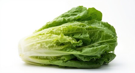 Fototapeta premium Full romaine lettuce head fresh and clean with white studio background