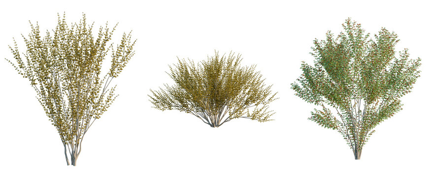 Cornus mas tree, elevation, front view, cutout, transparent background, isolate, Elegant flowering shrub, detailed branches, spring blossom, floral branch, springtime nature