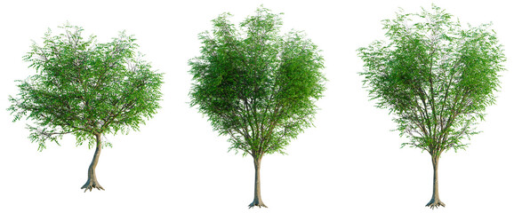 Fototapeta premium Fagus sylvatica tree, elevation, front view, cutout, transparent background, isolate, Majestic Oak Tree with Deep Roots - Detailed Branch Structure and Natural Texture