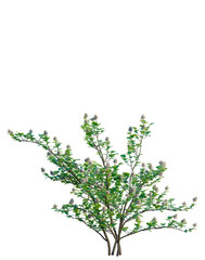 Naklejka premium Fothergilla gardenii tree, elevation, front view, cutout, transparent background, isolate, Detailed Branch of a Laurel Cherry Tree with Green Leaves and Small White Flowers, PNG