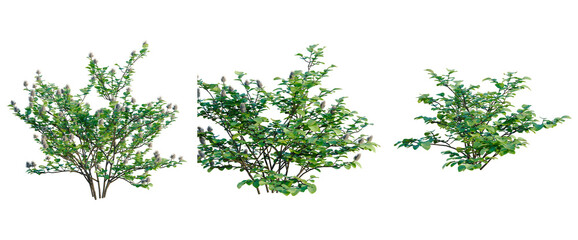 Fototapeta premium Fothergilla gardenii tree, elevation, front view, cutout, transparent background, isolate, Group of Japanese plum trees with pink flowers, spring blossom, nature, vector