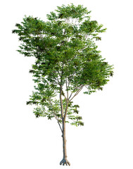 Fototapeta premium Fraxinus excelsior tree, elevation, front view, cutout, transparent background, isolate, Detailed close-up of a vibrant green tree with lush foliage, perfect for nature themes.