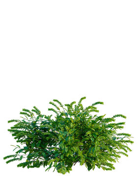 Itea virginica tree, elevation, front view, cutout, transparent background, isolate, Vibrant Green Foliage Branch Close-Up, Detailed Texture, Natural Botanical Element for Design
