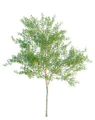Fototapeta premium Populus alba tree, elevation, front view, cutout, transparent background, isolate, Detailed Birch Tree with Green Leaves on a White Background - Perfect for Design Elements