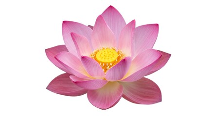 Fototapeta premium A serene purple lotus flower with delicate petals on a white background