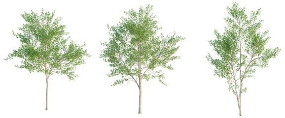 Obraz premium Populus alba tree, elevation, front view, cutout, transparent background, isolate, Lush Green Tree Branch with Vibrant Foliage, Detailed Natural Element for Design and Illustration