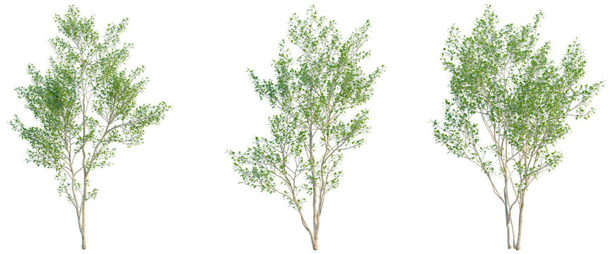 Populus alba tree, elevation, front view, cutout, transparent background, isolate, Delicate Cherry Blossom Branch with Blooming Flowers on a Spring Day, close-up