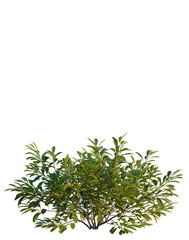 Fototapeta premium Prunus pumila Besseyi tree, elevation, front view, cutout, transparent background, isolate, Detailed close-up of lush green foliage, vibrant leaves, botanical detail, natural texture, png