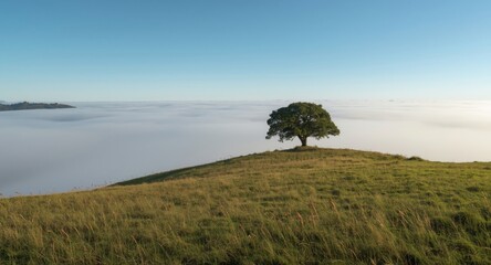 Naklejka premium Photograph of a meadow hill with a tree under layered cloudy atmosphere
