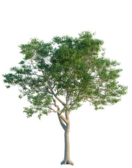 Fototapeta premium Quercus alba tree, elevation, front view, cutout, transparent background, isolate, Lonely tree stands tall against a vibrant blue sky, symbolizing resilience and natural beauty.