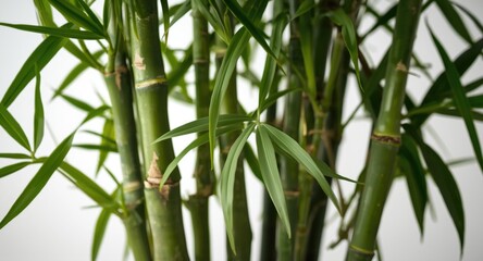 Fototapeta premium Lucky bamboo plant showcasing healthy fresh green leaves