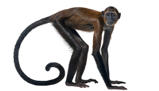 asian monkey