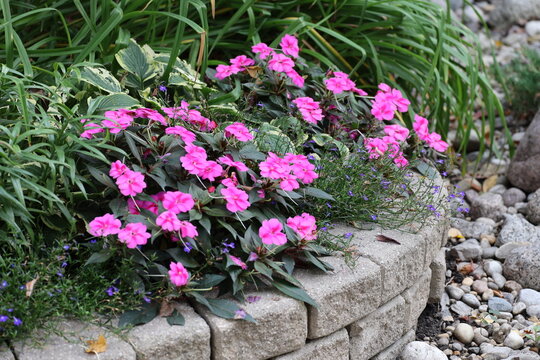 burst of bright purple pink blossoms above dark green leaves, gray concrete landscaping blocks (macro, close-up)