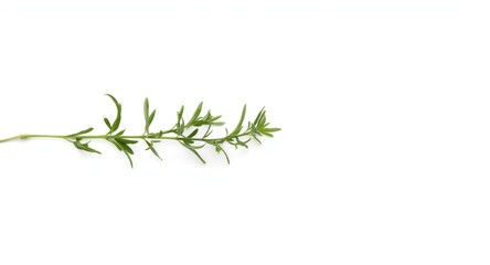 Fototapeta premium Isolated oregano leaves clearly visible on a plain white surface