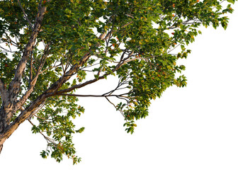 Fototapeta premium Acer griseum tree, corner view, cutout, isolate, transparent background, Lush Green Tree Branch with Vibrant Foliage, Nature's Beauty, Detailed Close-up