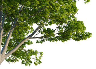 Fototapeta premium Aesculus glabra tree, corner view, cutout, isolate, transparent background, Detailed close-up of lush green leaves with vibrant colors, perfect for nature-themed designs.