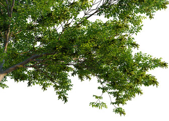Fototapeta premium Fraxinus excelsior tree, corner view, cutout, isolate, transparent background, Detailed branch with green leaves, realistic rendering for nature and botanical design elements.