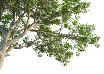 Fototapeta premium Quercus alba tree, corner view, cutout, isolate, transparent background, Detailed close-up of a healthy green tree branch with leaves, nature background.