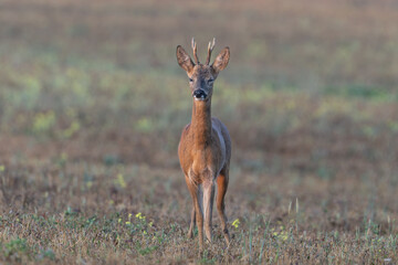 Stag roe deer in field © Adam