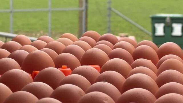 Organic brown poultry eggs rows close up