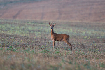 Roe deer in field © Adam