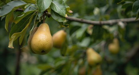 Harvest season pears on garden tree branches with copyspace for banner