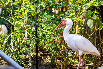 Fototapeta premium American White Ibis Walking in Foliage
