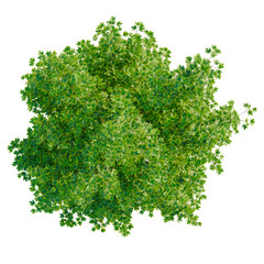 Obraz premium Acer x freemanii tree plan, top view, cutout, transparent background, isolate, Detailed close-up of a vibrant green leaf, showcasing intricate textures and patterns.