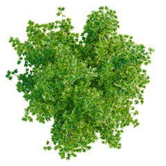Obraz premium Acer x freemanii tree plan, top view, cutout, transparent background, isolate, Detailed Green Maple Leaves Branch, High-Resolution Image for Nature and Spring Themes