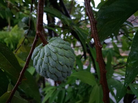 soursop fruit (Annona squamosa) still hanging on the tree