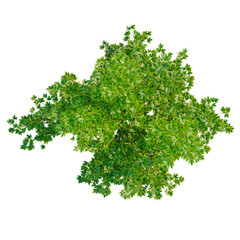 Fototapeta premium Acer x freemanii Scarsen SCARLET SENTINEL tree plan, top view, cutout, transparent background, isolate, Detailed close-up of vibrant green maple leaves with intricate vein patterns, nature's beauty.