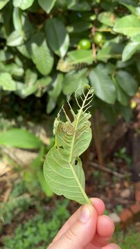 Insect Eating Green Leaf in Natural Environment - Inseto comendo folha verde em ambiente natural