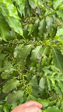 Green Coffee Beans Growing on Coffee Plant - Gr&atilde;os de caf&eacute; verdes crescendo na planta