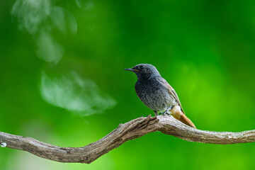 Obraz premium Black Redstart (Phoenicurus ochruros) perched on curved branch against blurred green background