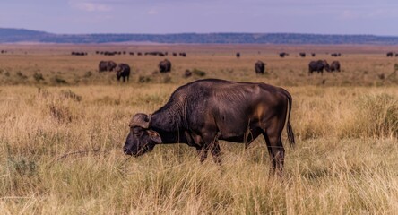 Obraz premium Majestic African buffalo detecting odors across an expansive plain