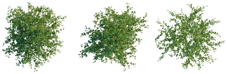 Betula pumila tree plan, top view, cutout, transparent background, isolate, Lush Green Foliage...