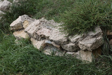 Obraz premium sagging coarse quarried limestone landscaping wall overgrown by foliage (close-up)